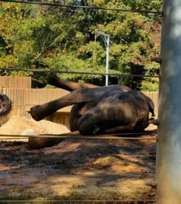 A ideia é arrecadar fundos para a manutenção dos animais do zoológico (Foto: Memphis Zoo)