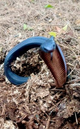 As cobras eram pretas de barriga vermelha, venenosas, mas geralmente calmas. Ainda assim, podiam representar perigo para crianças e pequenos animais (Foto: Reptile Relocation Sydney)