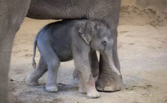 Filhote de elefante ameaçado de extinção nasce em Zoológico de Oregon nos EUA (Foto: Zoo Oregon)