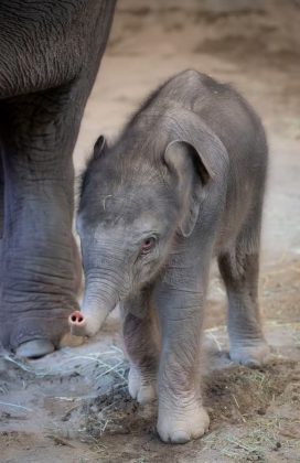 O filhote pesa 90 quilos e já se levantou rapidamente (Foto: Zoo Oregon)