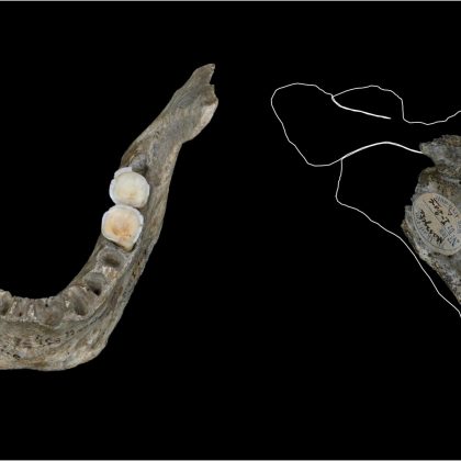 Os pesquisadores observaram que as vítimas foram consumidas logo após a morte, antes da decomposição, com destaque para a remoção de carne, cérebro e medula óssea (Foto: IPHES)