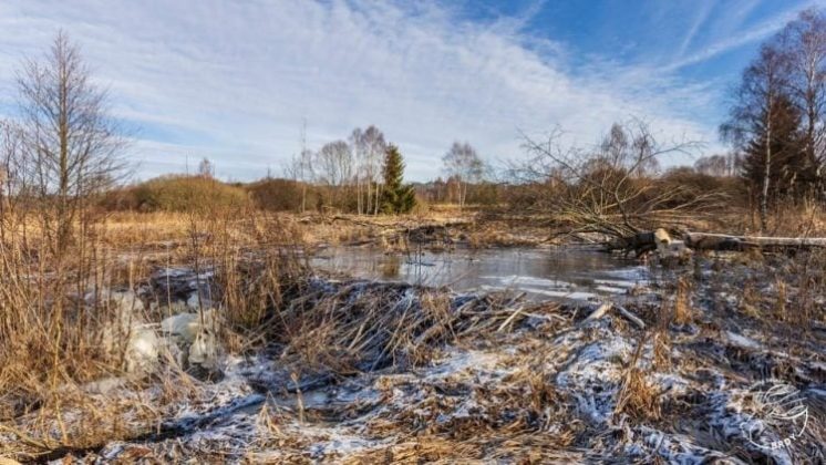 O governo tcheco vinha lutando há sete anos para executar um projeto de restauração de áreas aquáticas no Parque Natural de Brdy. O projeto, iniciado em 2018, enfrentou longos processos burocráticos, licenças difíceis de obter e custos elevados, estimados em 30 milhões de coroas tchecas (Foto: Agência de Conservação da Natureza da República Tcheca)