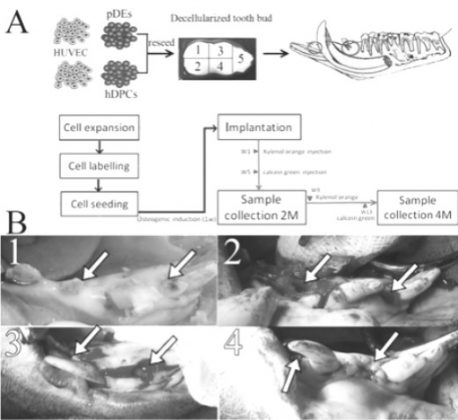 Depois, foram implantadas em mini porcos para observação do crescimento. Após dois meses, os dentes começaram a se desenvolver nas mandíbulas dos porcos. Alguns apresentavam camadas de cemento e dentina, tecidos essenciais para a formação dentária (Foto: Divulgação/Universidade de Oxford)