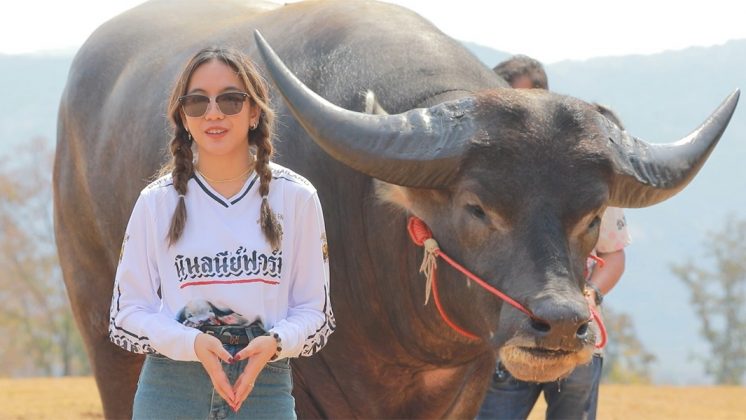 Com o tempo, o búfalo não só confirmou essa expectativa, como também se tornou um verdadeiro fenômeno. Hoje, ele chama atenção por sua imponência e carisma (Foto: Guinness World Records)