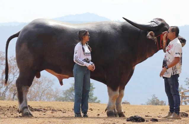 King Kong é o búfalo aquático mais alto do mundo. Com 185 cm de altura do casco à cernelha, ele supera em quase 50 cm a média da espécie (Foto: Guinness World Records)