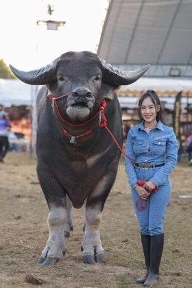 Apesar da aparência robusta, King Kong é dócil e brincalhão. Ele gosta de estar perto de pessoas e adora ser arranhado (Foto: Guinness World Records)