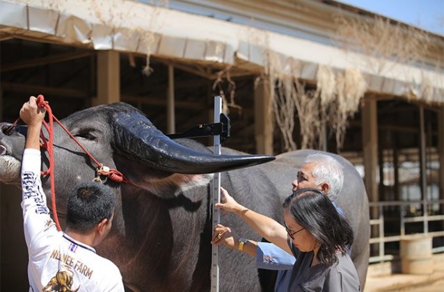 Esse gigante de três anos nasceu em uma fazenda em Nakhon Ratchasima, na Tailândia. Seu tamanho impressionante rendeu um lugar no Guinness World Records (Foto: Guinness World Records)