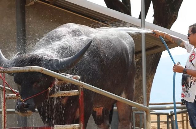 Cherpatt Wutti, funcionário da fazenda, o compara a um grande cachorro. Segundo ele, o búfalo corre, brinca e demonstra obediência como um animal de estimação (Foto: Guinness World Records)