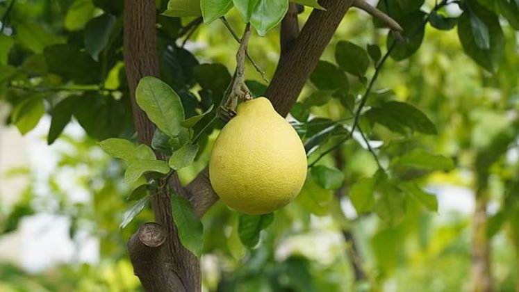 Cientistas da Universidade de Illinois descobriram uma maneira inovadora de transformar a casca do pomelo em energia elétrica (Foto: Wikimedia Commons)