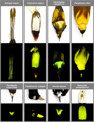 Isso significa que elas podem absorver a luz e reemitir em cores diferentes, criando um brilho especial. A descoberta foi feita por pesquisadores dos Estados Unidos e publicada recentemente na revista Royal Society Open Science (Foto: © Rene Martin, Emily Carr and John Sparks)