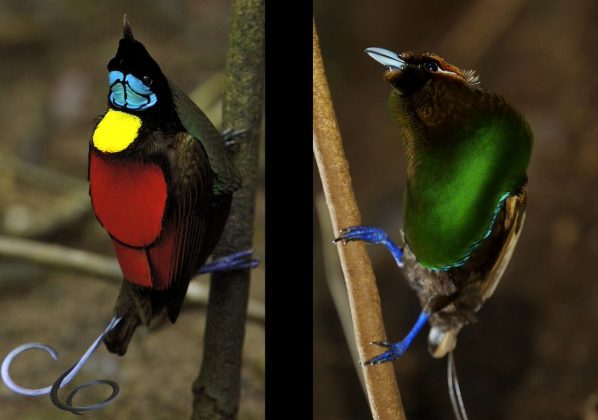 Embora os humanos não consigam ver esse brilho a olho nu, as aves conseguem. Seus olhos possuem pigmentos que detectam a fluorescência e destacam ainda mais as cores de seus parceiros. Isso sugere que a biofluorescência pode ter um papel fundamental na seleção sexual e na hierarquia dessas espécies (Foto: Rene Martin)