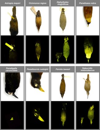 Para chegar a essa conclusão, os cientistas analisaram 45 espécies de aves-do-paraíso do acervo do Museu Americano de História Natural. Usando luz ultravioleta e filtros especiais, identificaram biofluorescência em 37 delas (Foto: © Rene Martin, Emily Carr and John Sparks)