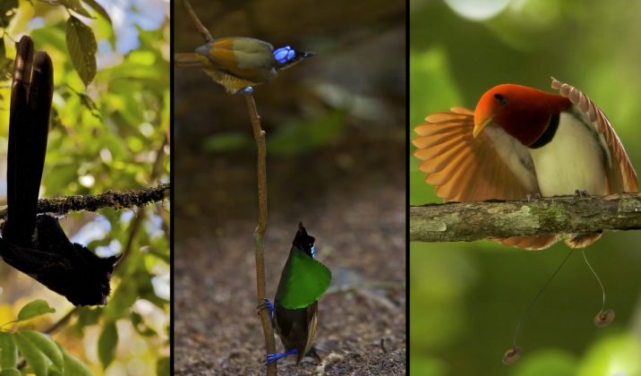 As aves-do-paraíso são conhecidas por suas cores vibrantes e rituais de acasalamento exuberantes. Agora, cientistas descobriram que essas aves possuem outra característica impressionante: a biofluorescência (Foto: Rene Martin)