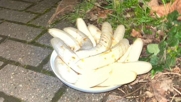 Alguns moradores acreditam que o gesto tem algum significado religioso, enquanto outros acham que é apenas uma tentativa de alimentar a vida selvagem. No entanto, nenhum animal nunca toca nas bananas (Foto: BBC)