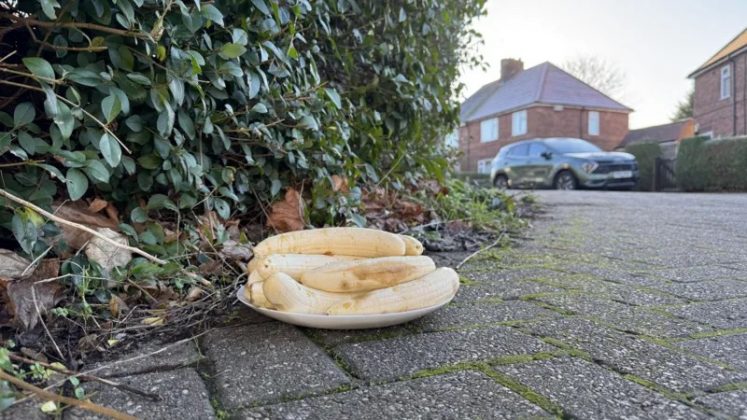 Um prato misterioso com bananas aparece todo mês na mesma rua de Beeston, no Reino Unido. Há mais de um ano, entre o primeiro e o segundo dia de cada mês, 16 a 20 bananas descascadas são colocadas na esquina da Abbey Road com a Wensor Avenue (Foto: BBC)