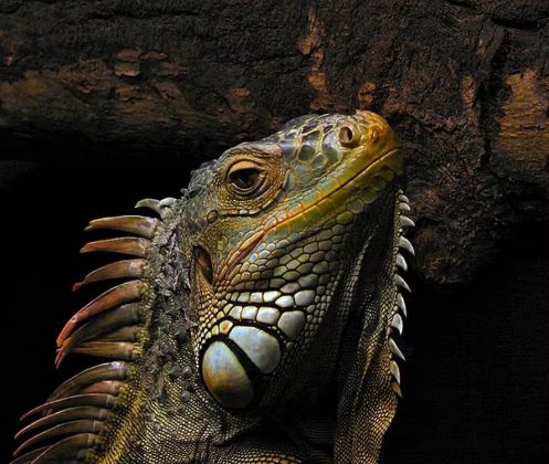 Taiwan decidiu sacrificar 120 mil iguanas-verdes em 2025. O objetivo é conter a expansão desses répteis, que foram introduzidos no país como pets exóticos há mais de 20 anos (Foto: Wikimedia Commons)