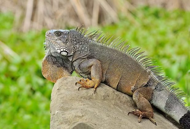 Entenda por que Taiwan sacrificará 120 mil iguanas-verdes (Foto: Wikimedia Commons)