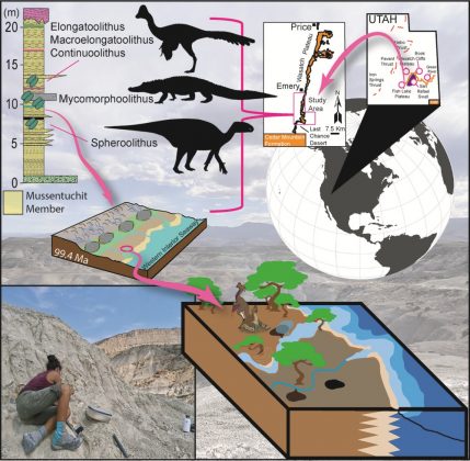 Com o avanço das investigações, a equipe identificou pelo menos seis espécies diferentes de dinossauros. Três tipos de ovos pertencem aos oviraptorossauros, répteis semelhantes a pássaros. Outros dois são de ornitópodes herbívoros, e um último exemplar é relacionado aos ancestrais dos crocodilos modernos (Foto: Ryan Tucker and Josh Hedge, CC-BY 4.0)