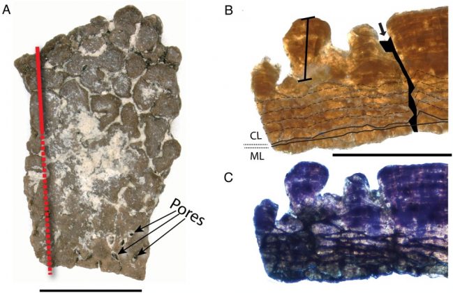 O local já havia sido explorado há 50 anos, quando a primeira casca de ovo fóssil foi identificada. Agora, a equipe revisitou o local, escavando 20 pontos e reunindo novos fragmentos para estudo (Foto: Hedge et al., 2025, PLOS One, CC-BY 4.0)