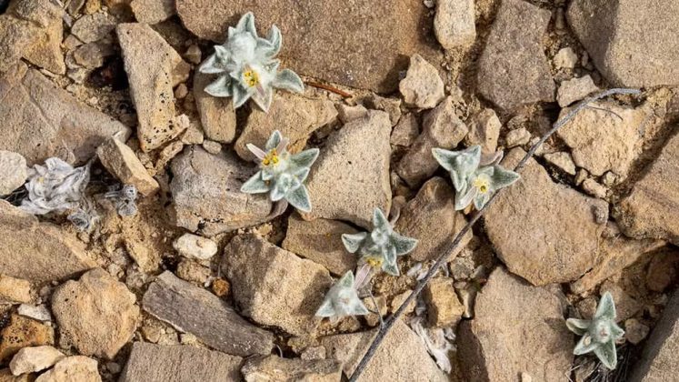 A planta, com folhagem felpuda, cresce entre as rochas do deserto, em uma região árida. Seu nome científico, Ovicula biradiata, faz referência à sua forma única e à fauna local (Foto: Big Bend National Park)