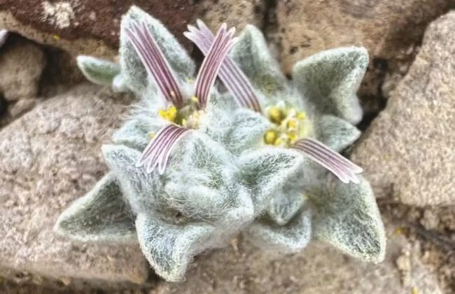 Diabo de lã: nova espécie de planta é descoberta em parque nos EUA (Foto: NPS/Deb Manley)