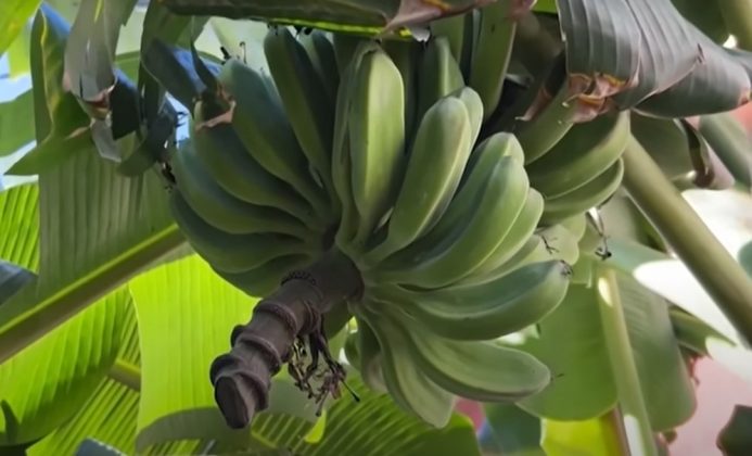 José Antonio Fleites e Carmen Rosa Guzmán são dois dos moradores que cuidam da plantação. Eles regam as bananeiras três vezes ao dia e se consideram sortudos por ter as frutas ao alcance das mãos (Foto: Reprodução/Inside Edition)