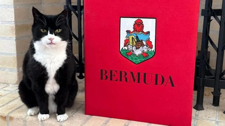 Após anos servindo no Ministério das Relações Exteriores do Reino Unido, o gato Palmerston voltou à ativa em um novo posto (Foto: X)