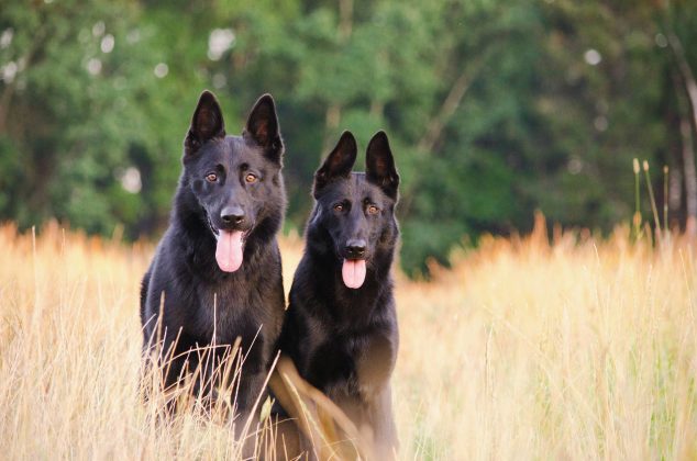 Embora seja um comportamento comum, nem todos os cachorros gostam de receber carinho na barriga (Foto: Unsplash)