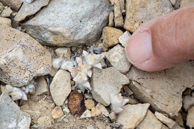 Apelidada de "diabo de lã", a planta Ovicula biradiata surpreendeu especialistas ao ser encontrada em um ambiente hostil, onde a sobrevivência é um verdadeiro desafio (Foto: X)