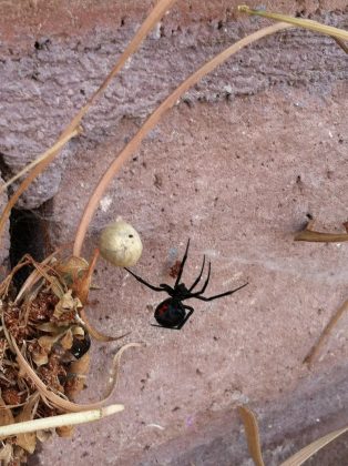 No entanto, o veneno da viúva-negra é altamente tóxico. A reação foi imediata. Em uma hora, a mulher chegou ao pronto-socorro com cólicas, cãibras, dor de cabeça e ansiedade. Sua frequência cardíaca disparou para 188 batimentos por minuto. A pressão arterial também subiu perigosamente. Mesmo com morfina, ela começou a ter dificuldade para respirar e foi levada à UTI (Foto: Pixabay)