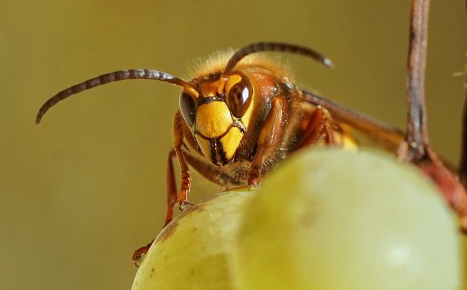 Já a palavra "entomologia", usada para definir o estudo dos insetos, tem origem no termo grego éntomon, que também se relaciona à estrutura física desses seres (Foto: Unsplash)