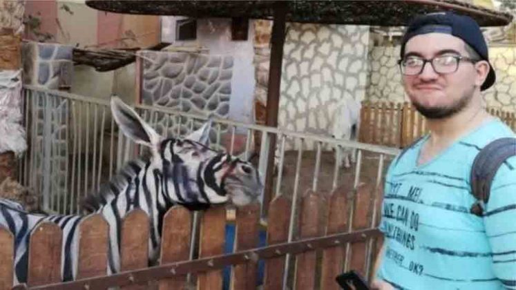 Em resposta, um representante do zoológico afirmou que a pintura foi feita por "diversão" e como parte de uma ação de marketing, garantindo que a tinta utilizada não apresentava riscos à saúde dos burros (Foto: X)