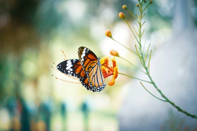 Adolescente morre após injetar substância caseira feito com resto de borboleta na perna (Foto: Unsplash)