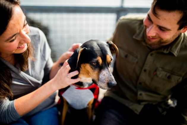 Por isso, especialistas alertam: antes de sair fazendo carinho, observe a linguagem corporal do animal (Foto: Unsplash)