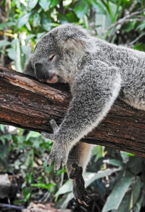 O tempo gasto em sono leve também se mostrou um fator determinante para a recordação (Foto; Unsplash)