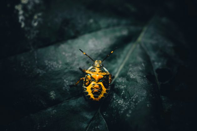 A origem do nome da classe vem do latim Insectum, que significa "cortado", referência à divisão do corpo desses animais (Foto: Unsplassh)