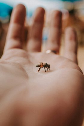 . Ao chegar ao local, ele encontrou o adolescente coberto de ferrões e com grande quantidade de abelhas aderidas ao rosto, ouvidos e boca (Foto: Unsplash)