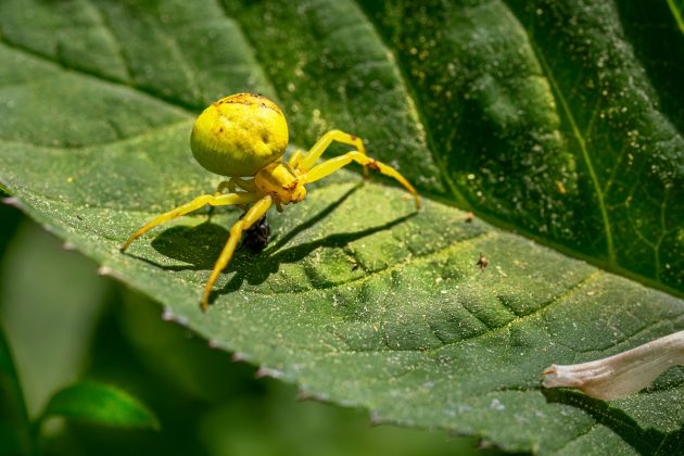 Cientistas estimam que existam entre cinco e dez milhões de espécies, embora apenas cerca de um milhão tenham sido oficialmente identificadas até agora (Foto: Unsplash)