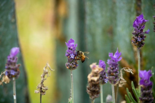 Pessoas que estavam no local tentaram afastar as abelhas utilizando fumaça e fogo, mas as chamas acabaram se espalhando pela vegetação (Foto: Unsplash)