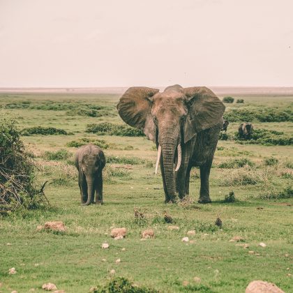 No entanto, um estudo publicado na revista Proceedings of the National Academy of Sciences questiona essa ideia e revela que a incidência de câncer nesses mamíferos é maior do que se pensava (Foto: Unsplash)