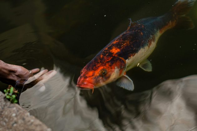 Estudo indica que peixes selvagens reconhecem humanos pelas cores das roupas (Foto: Unsplash)