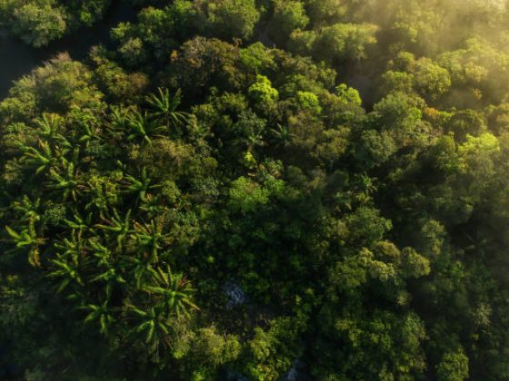 Uma pesquisa feita pela região da Amazônia trouxeram estudos em busca de substâncias com potencial antibiótico e antitumoral, e que apontaram a possibilidade de medicamentos serem desenvolvidos. (Foto: iStock)