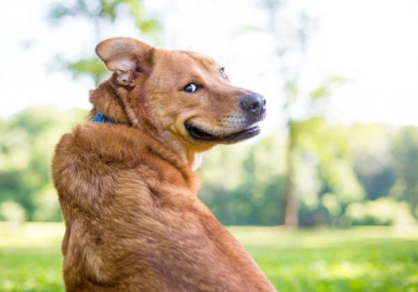 Medicamento que pode prolongar vida dos cães ganha aprovação (Foto: iStock)