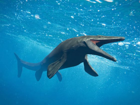 Ovo de réptil marinho se torna o segundo maior do mundo. (Foto: iStock)