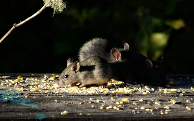 Em um dos testes, os pesquisadores inseriram um pequeno objeto na boca do rato sedado, e o outro prontamente o removeu, permitindo a retomada da respiração (Foto; Unsplash)