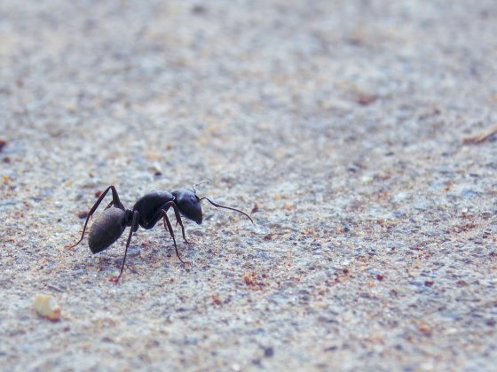 Apesar de seu tamanho reduzido, os insetos são os seres vivos mais abundantes do planeta e representam a maior parte das espécies do reino animal (Foto: Unsplash)