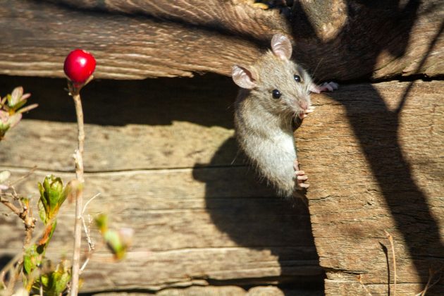 Além disso, a urbanização intensiva oferece condições ideais para abrigo e fácil acesso a fontes de alimento, favorecendo a proliferação desses animais (Foto: X)