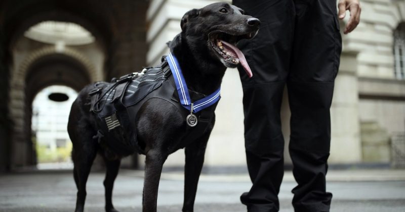 Hurricane recebeu diversas honrarias, incluindo o Prêmio de Mérito do Serviço Secreto dos EUA e a Medalha de Serviço Distinto em Guerra e Paz, tornando-se o primeiro cão a conquistá-la e garantindo seu nome no Guinness Book. Conhecido pela força no trabalho e pela doçura fora dele, o animal chegou a usar dentes de titânio devido ao intenso treinamento (Foto: X)