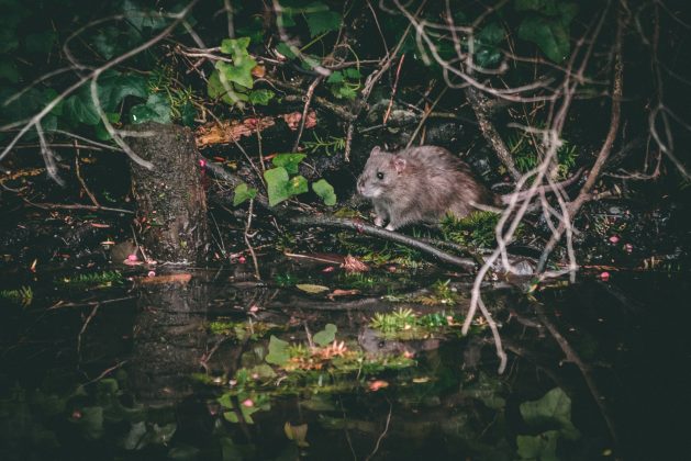 Nos Estados Unidos, estima-se que os prejuízos anuais causados pelos roedores cheguem a 27 bilhões de dólares (Foto: X)