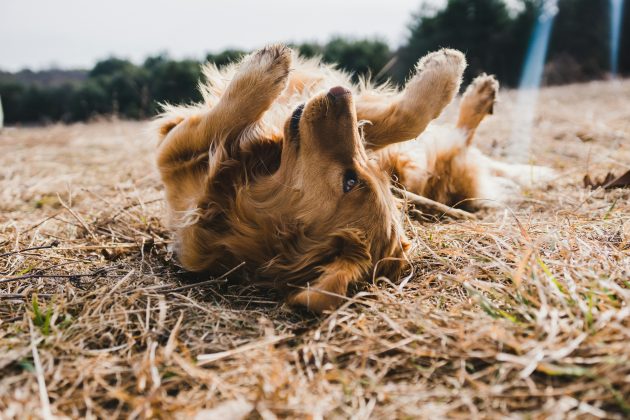 De acordo com Stanley Coren, professor de psicologia da Universidade da Colúmbia Britânica, a barriga é uma área sensível e o toque pode ser especialmente prazeroso para os cães (Foto: Unsplash)